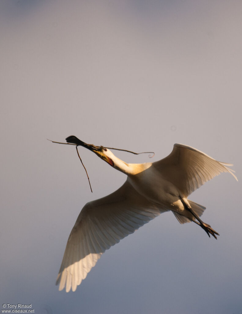 Eurasian Spoonbilladult breeding, aspect, pigmentation, Flight, Reproduction-nesting