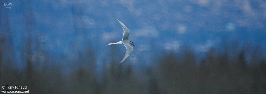 Arctic Ternadult breeding, aspect, pigmentation, Flight
