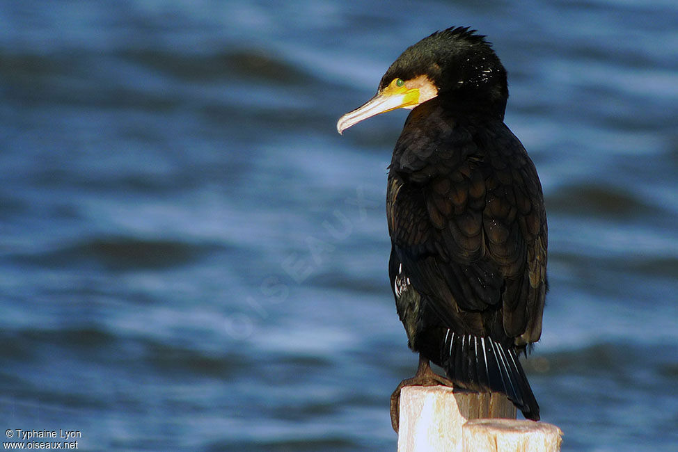 Great Cormorant