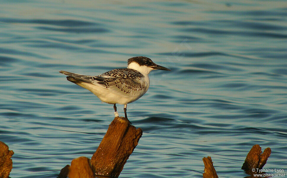 Sandwich Tern