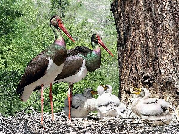 Black Stork