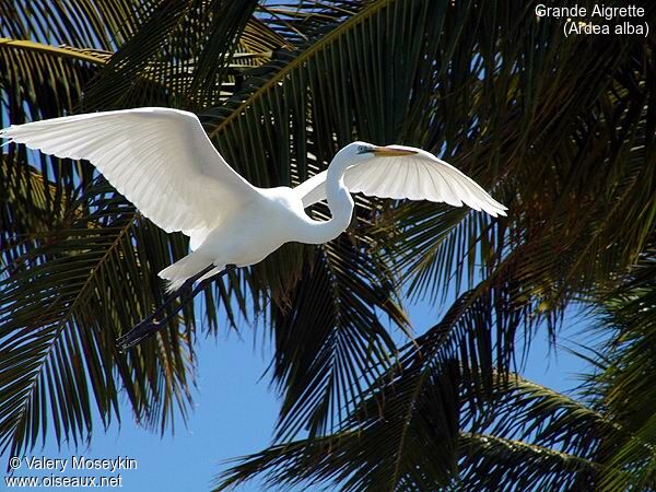 Grande Aigrette