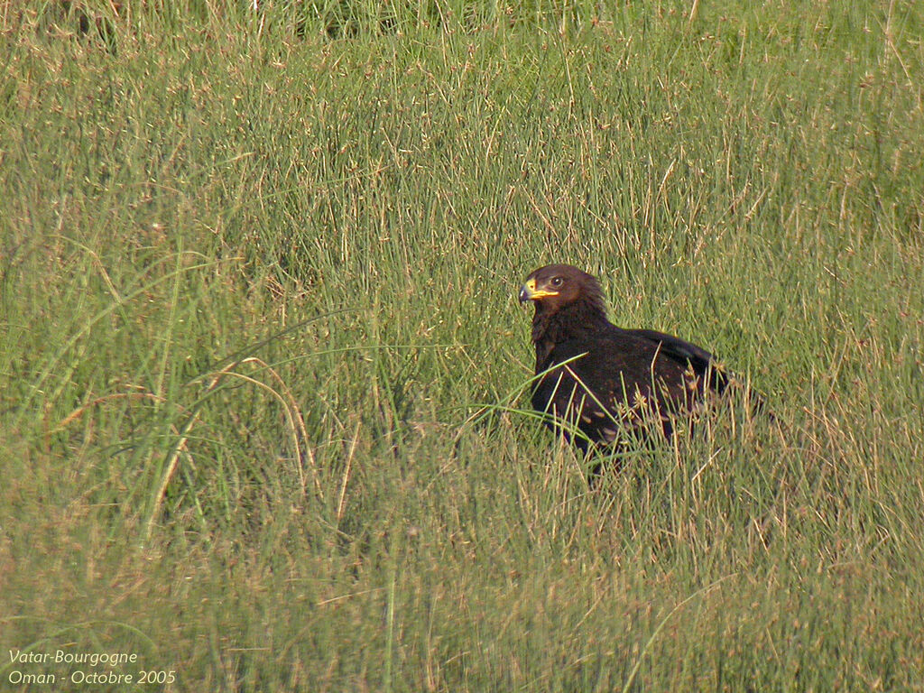 Aigle criard