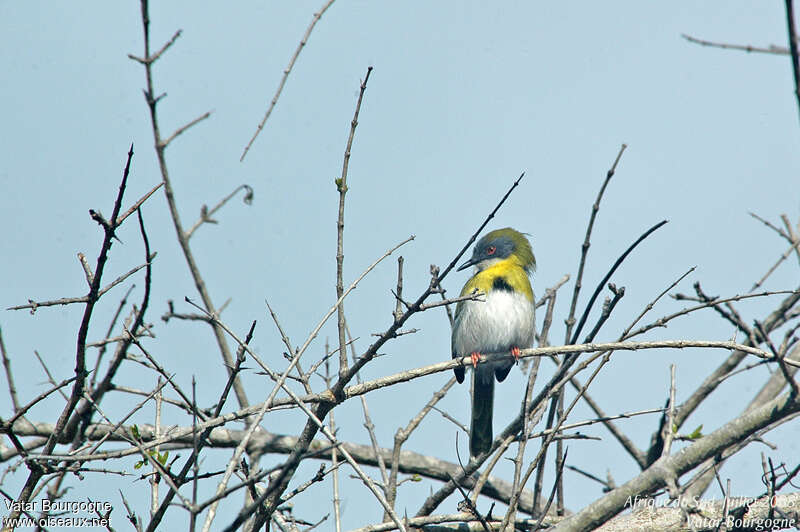 Apalis à gorge jauneadulte, habitat