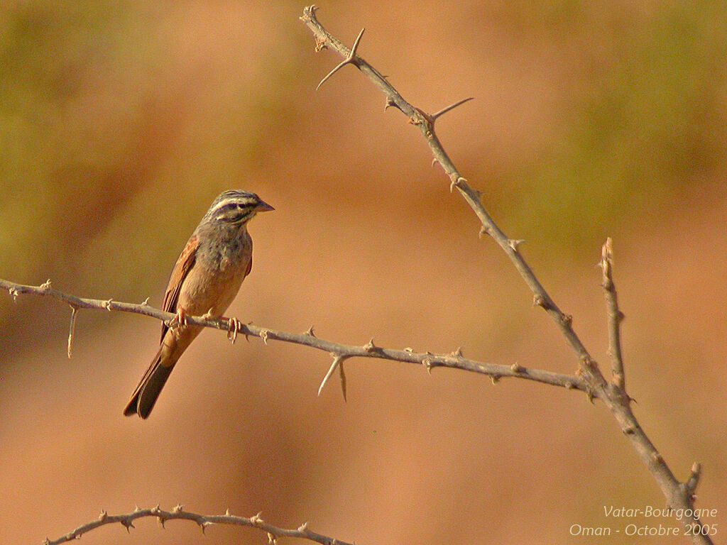 Striolated Bunting