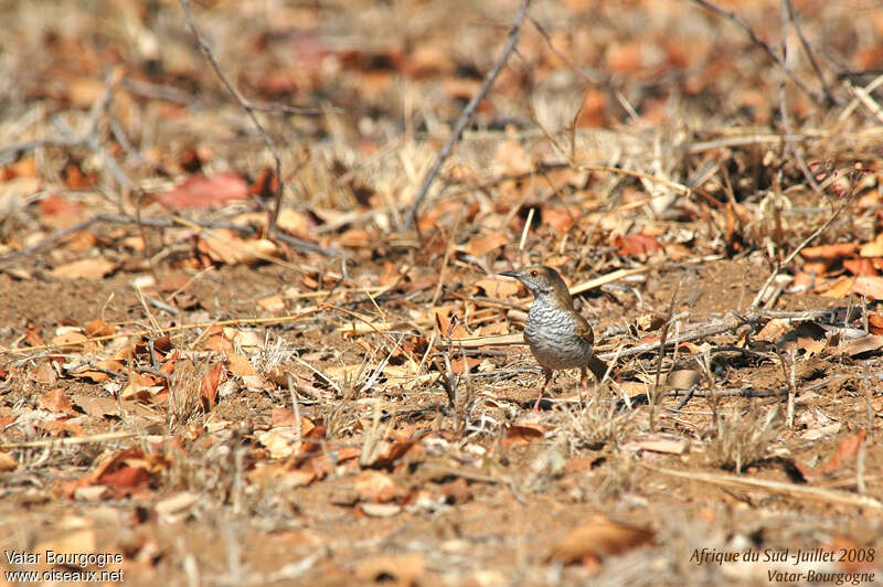 Stierling's Wren-Warbler