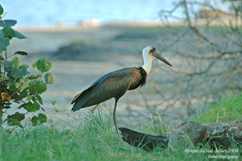 Cigogne à pattes noires