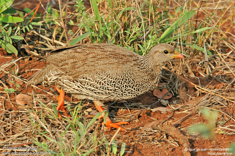 Natal Spurfowl