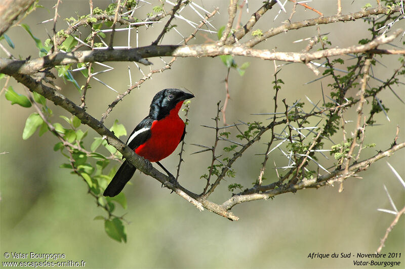 Gonolek rouge et noir