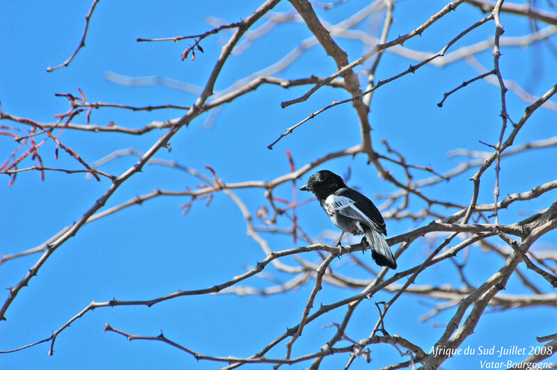Southern Black Tit