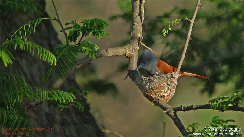 African Paradise Flycatcher