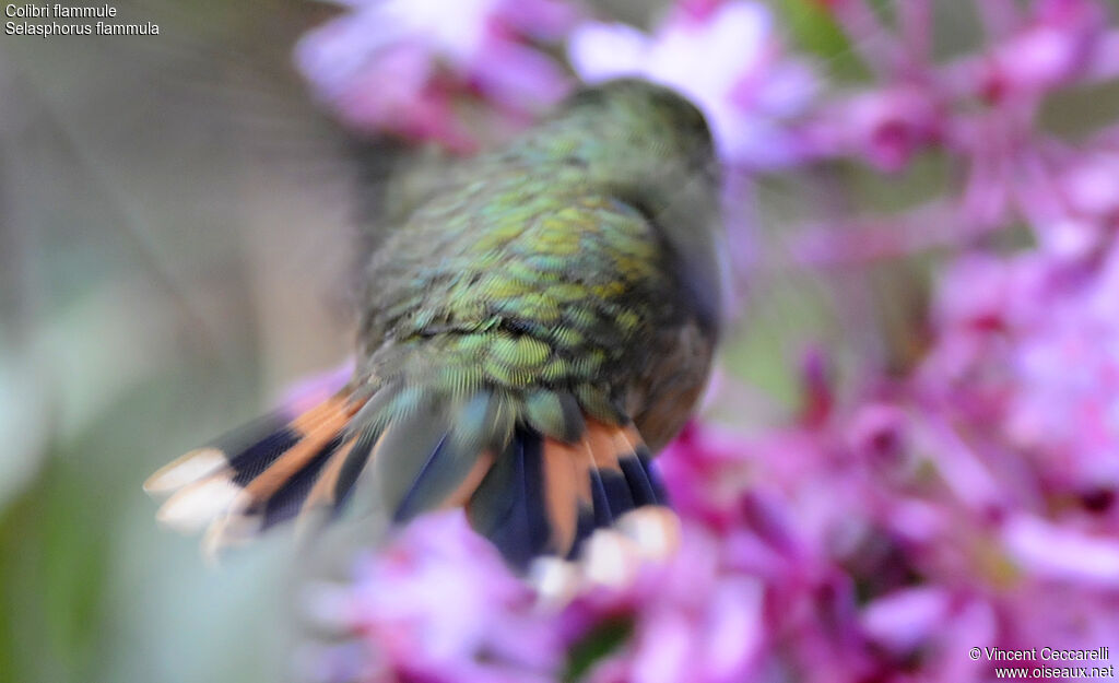 Volcano Hummingbird female, Flight