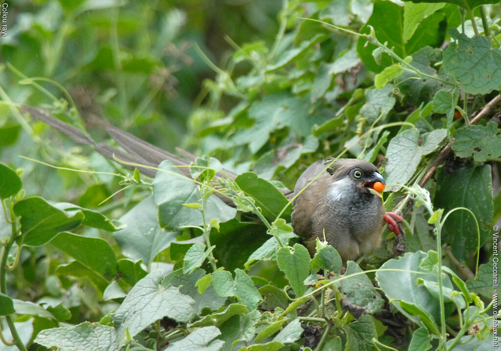 Speckled Mousebird