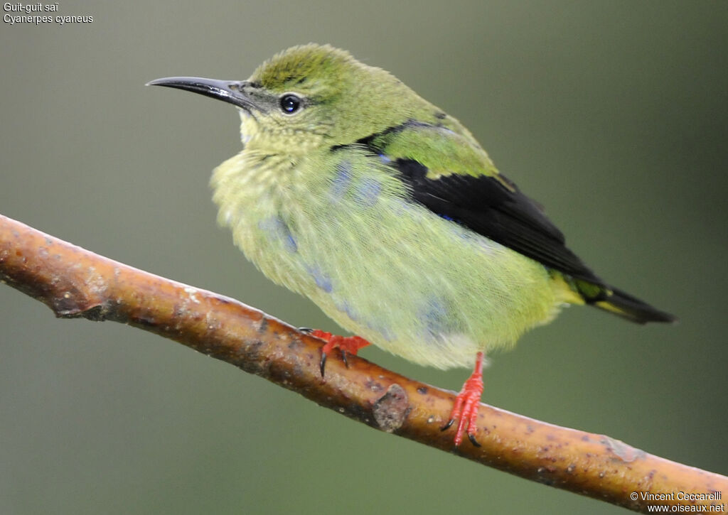 Red-legged Honeycreeper