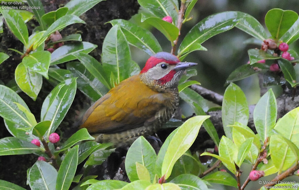 Golden-olive Woodpecker male