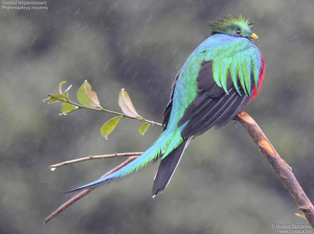Resplendent Quetzal male