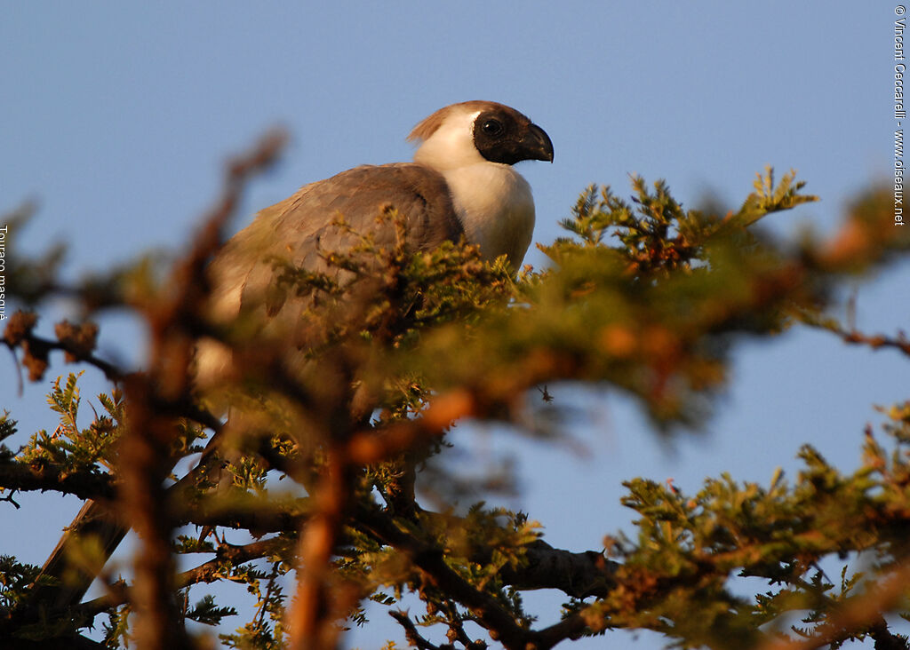 Bare-faced Go-away-bird, identification