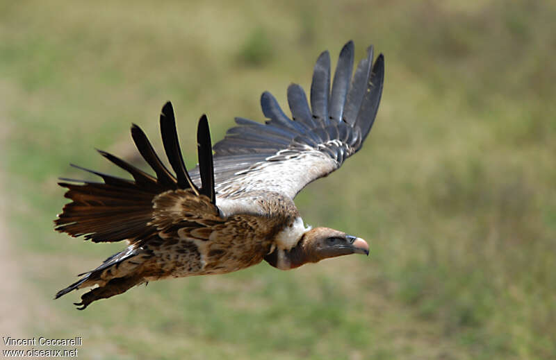 Rüppell's Vultureadult, Flight