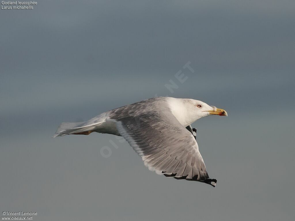 Goéland leucophéeadulte, Vol