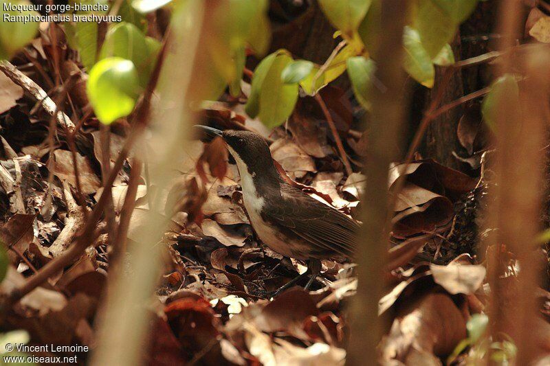 Martinique Thrasher