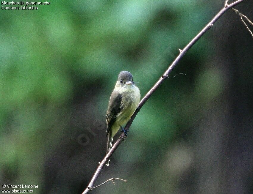 Lesser Antillean Pewee