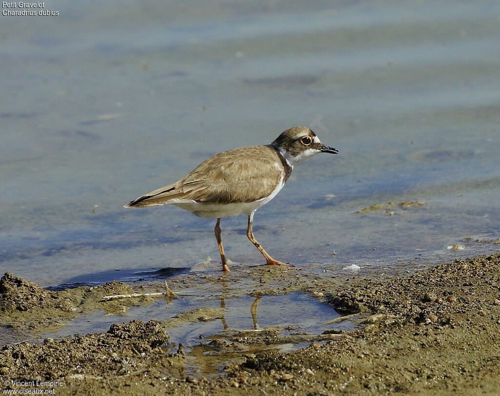 Little Ringed Plover