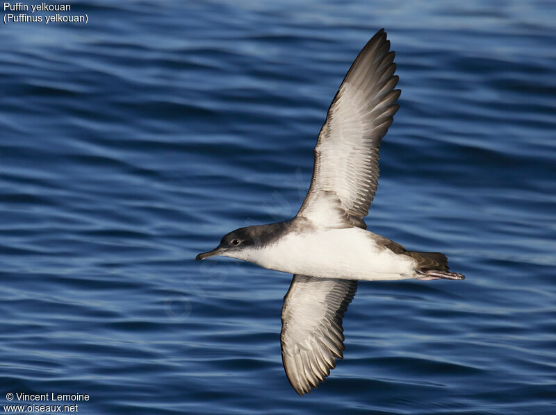 Yelkouan Shearwater