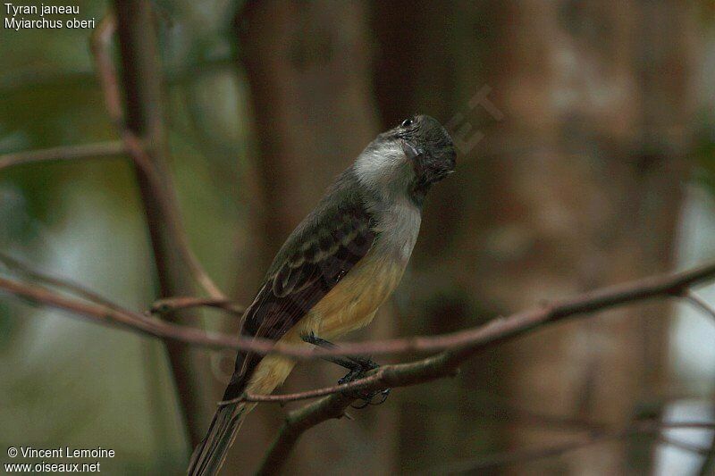Lesser Antillean Flycatcher