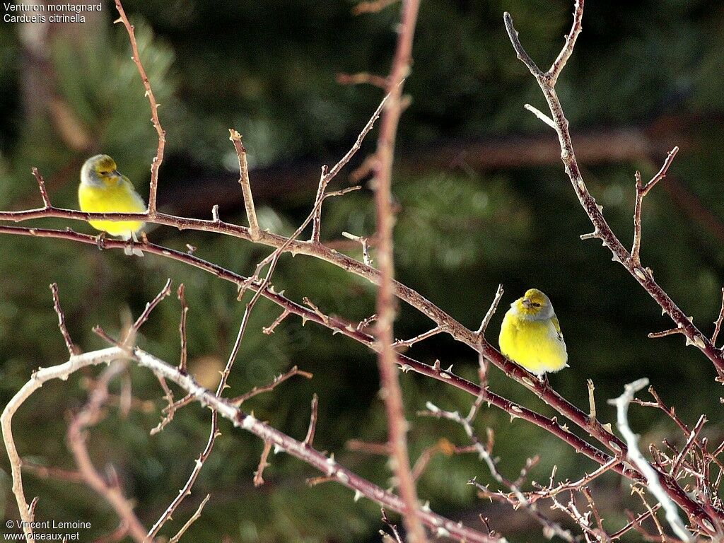 Citril Finch