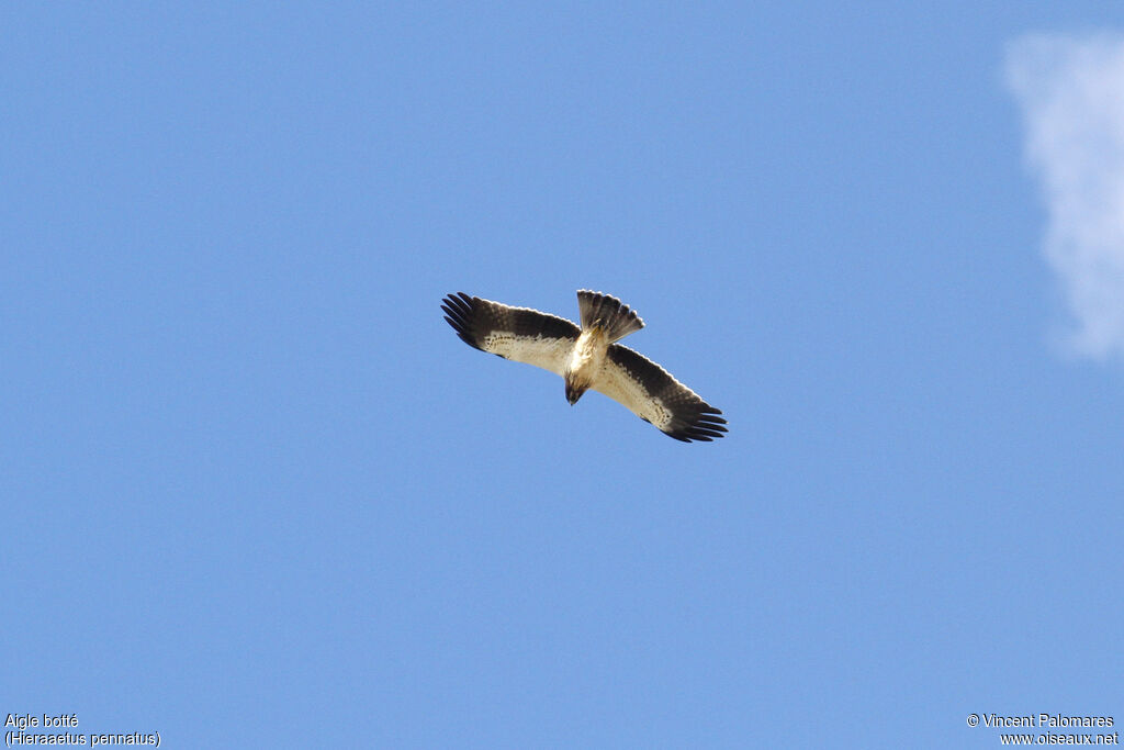 Booted Eagle