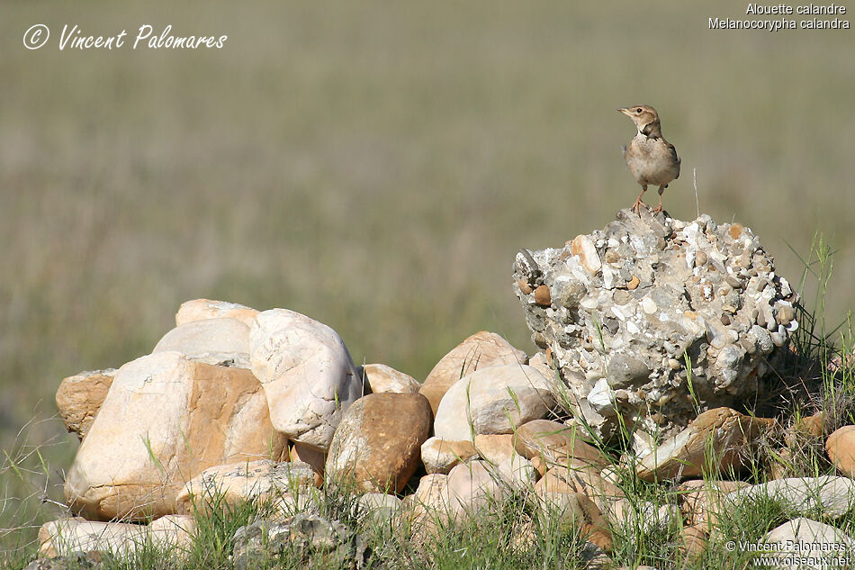 Calandra Lark