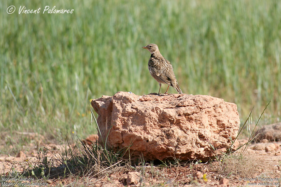 Calandra Larkadult