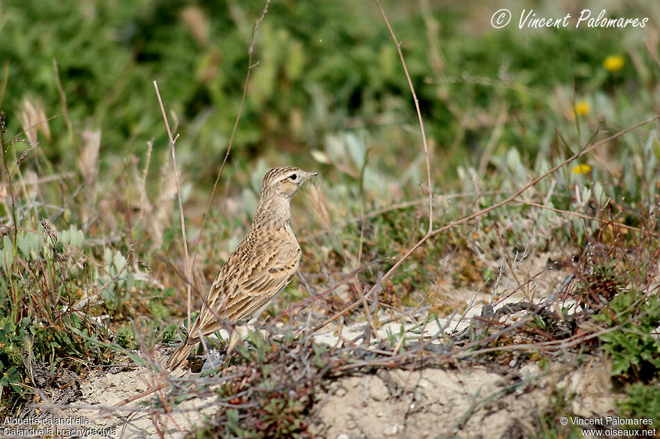 Greater Short-toed Lark