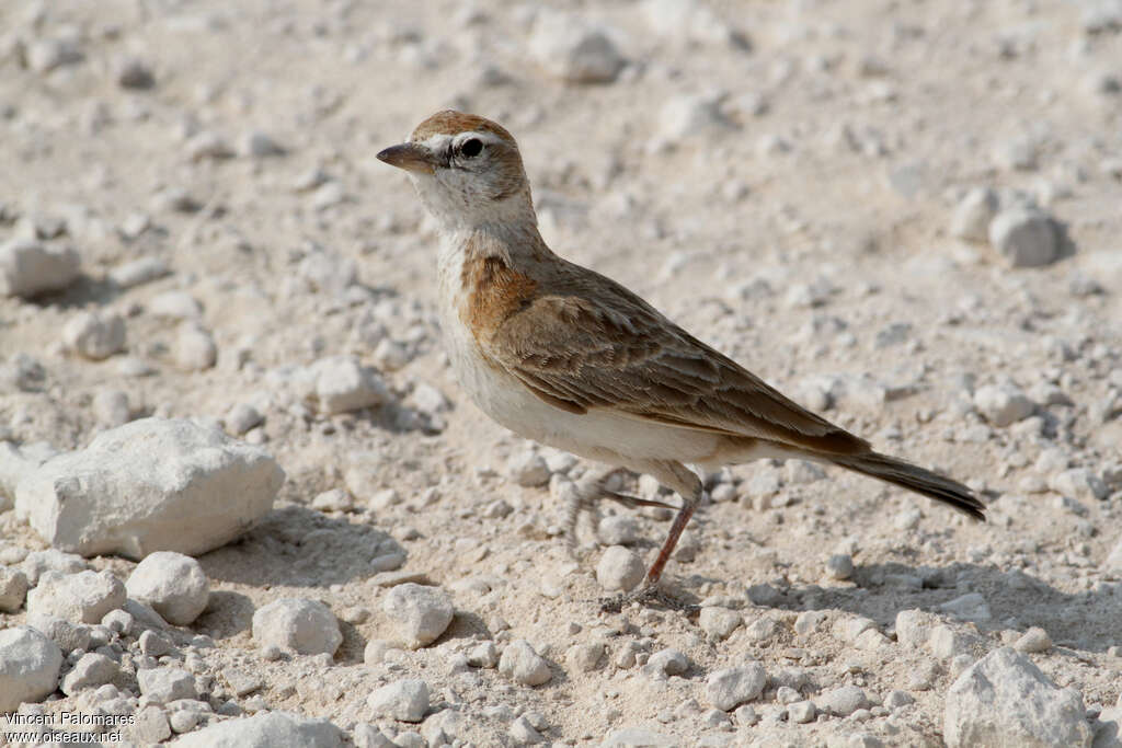 Red-capped Larkadult, identification, walking