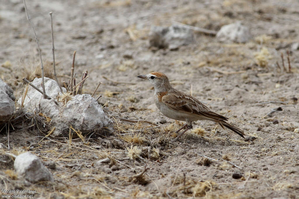 Alouette cendrille, habitat