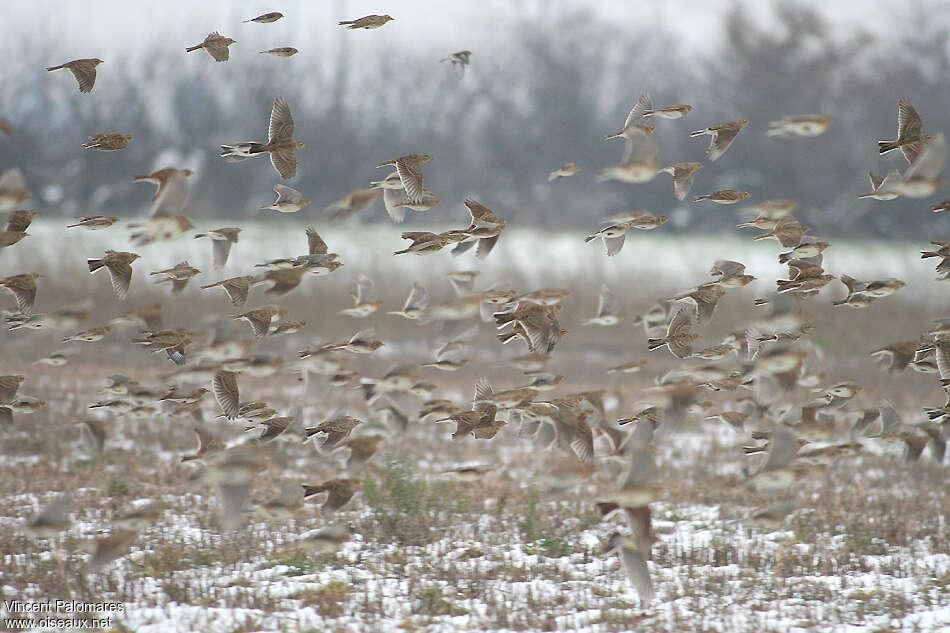 Eurasian Skylark, Flight, Behaviour