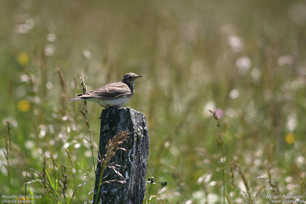 Eurasian Skylark