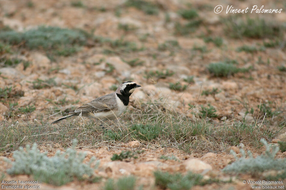 Horned Lark