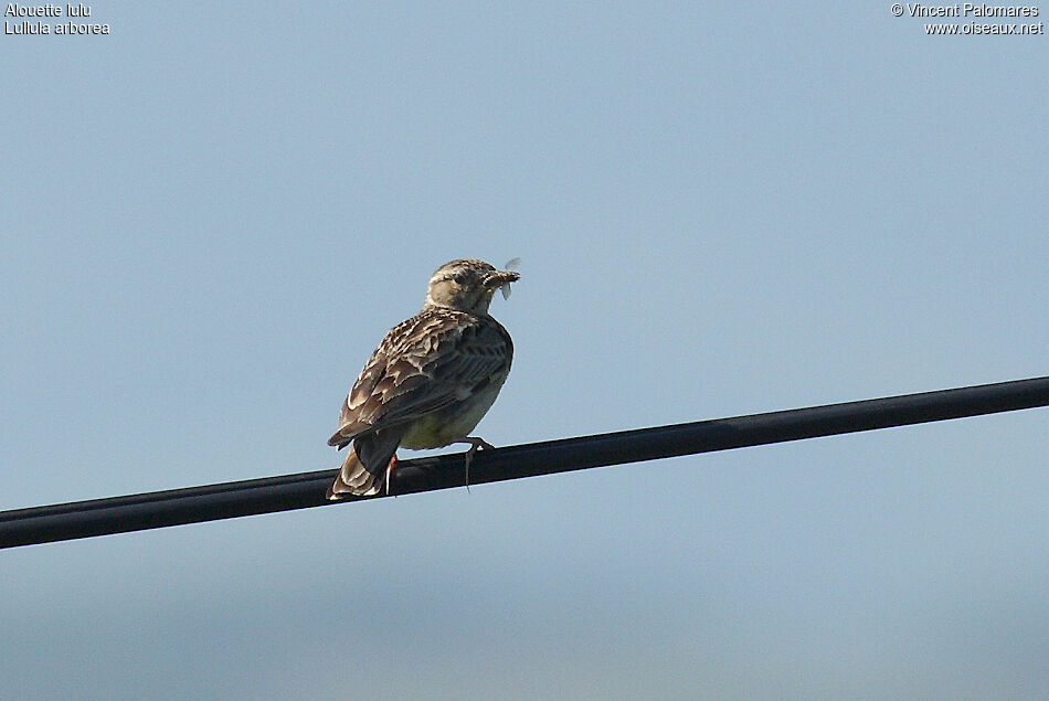 Woodlark