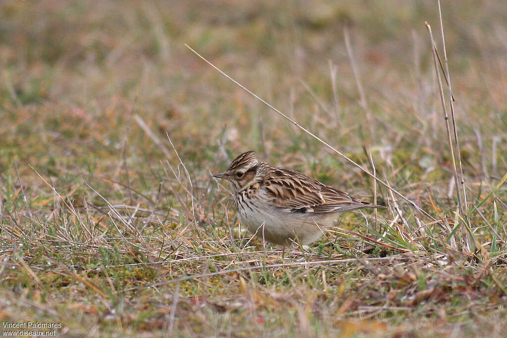 Woodlark, habitat, camouflage, pigmentation, walking, fishing/hunting