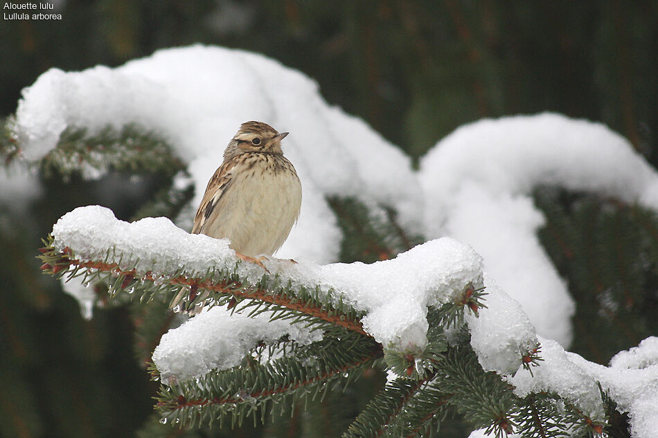 Woodlark