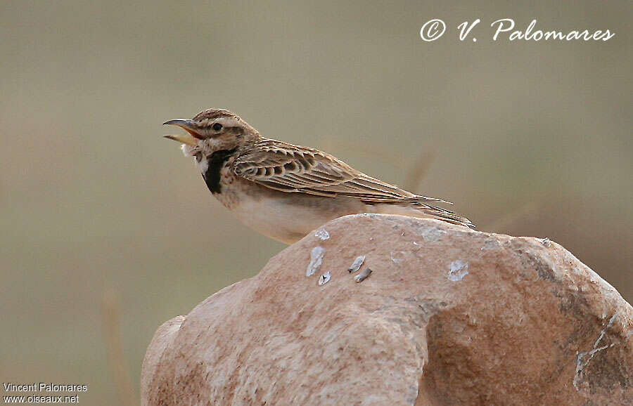Bimaculated Lark male adult, song