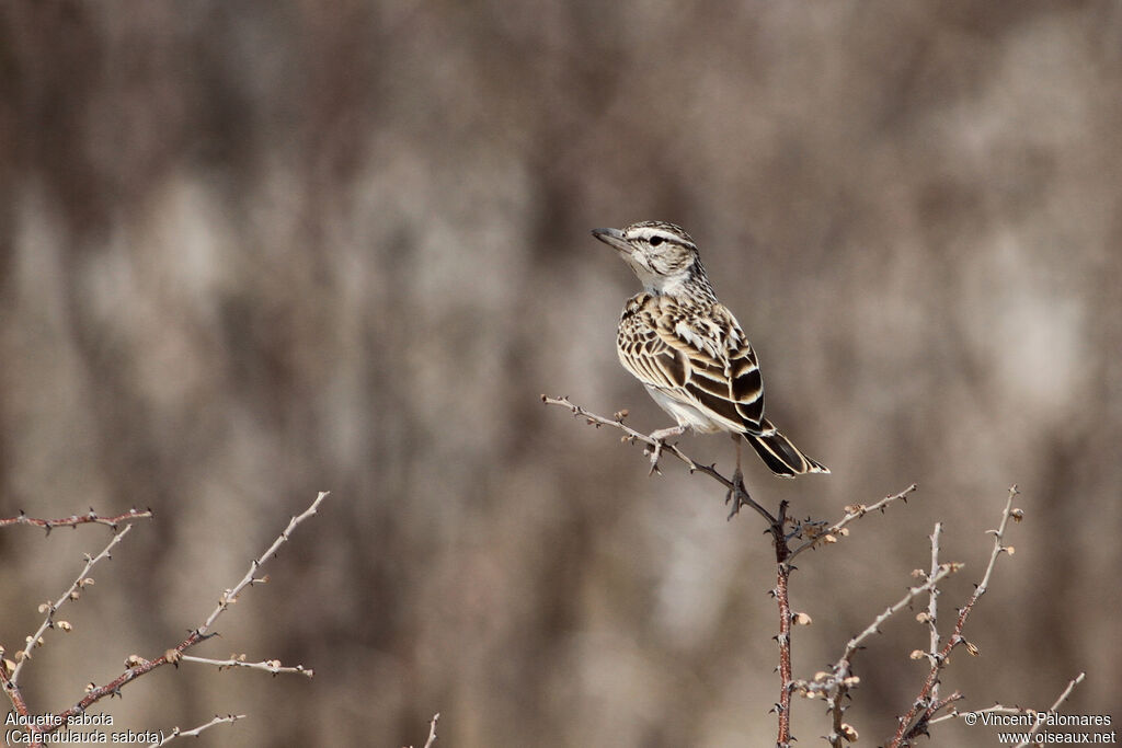 Sabota Lark