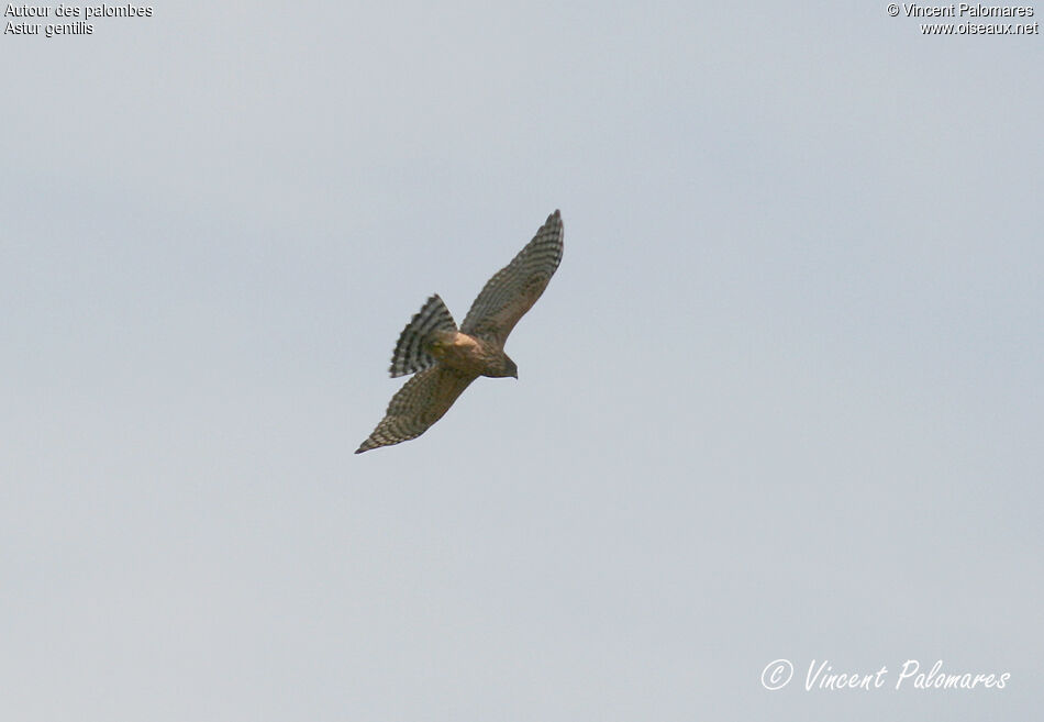 Eurasian GoshawkFirst year