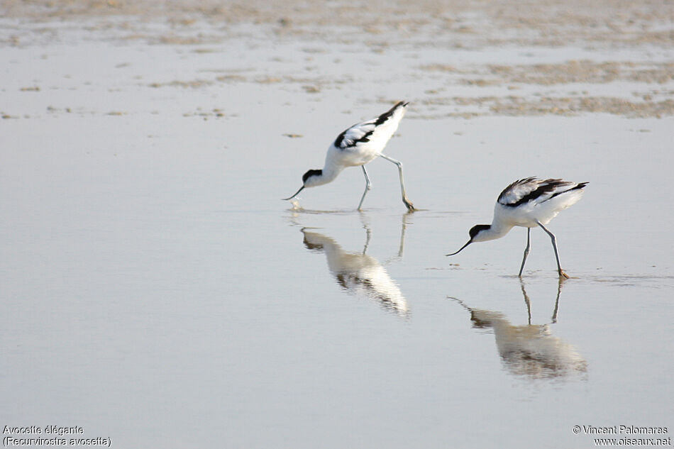 Avocette élégante