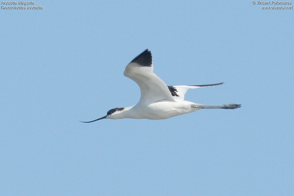 Avocette élégante