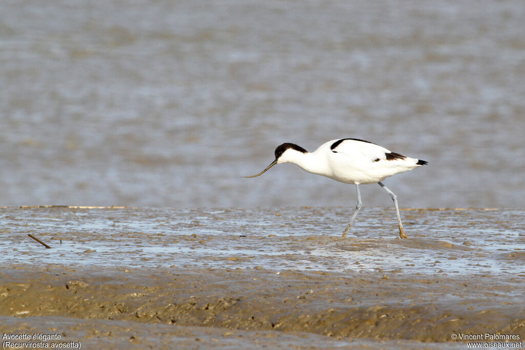 Avocette élégante