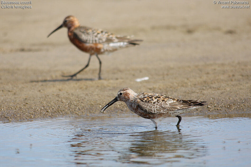 Curlew Sandpiper
