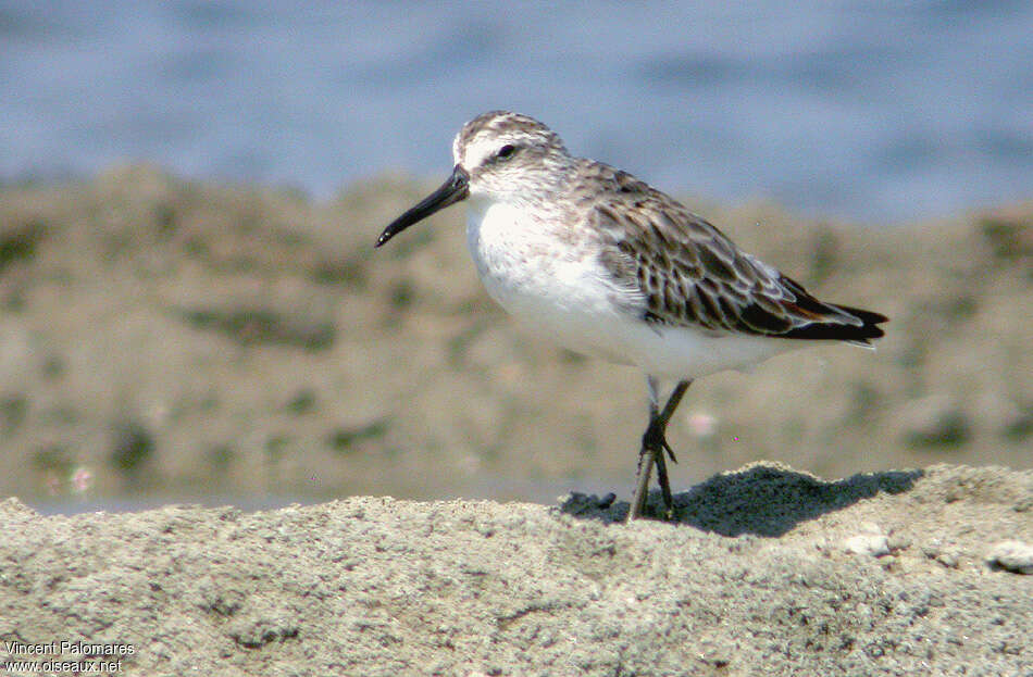 Broad-billed Sandpiperadult post breeding, pigmentation, Behaviour