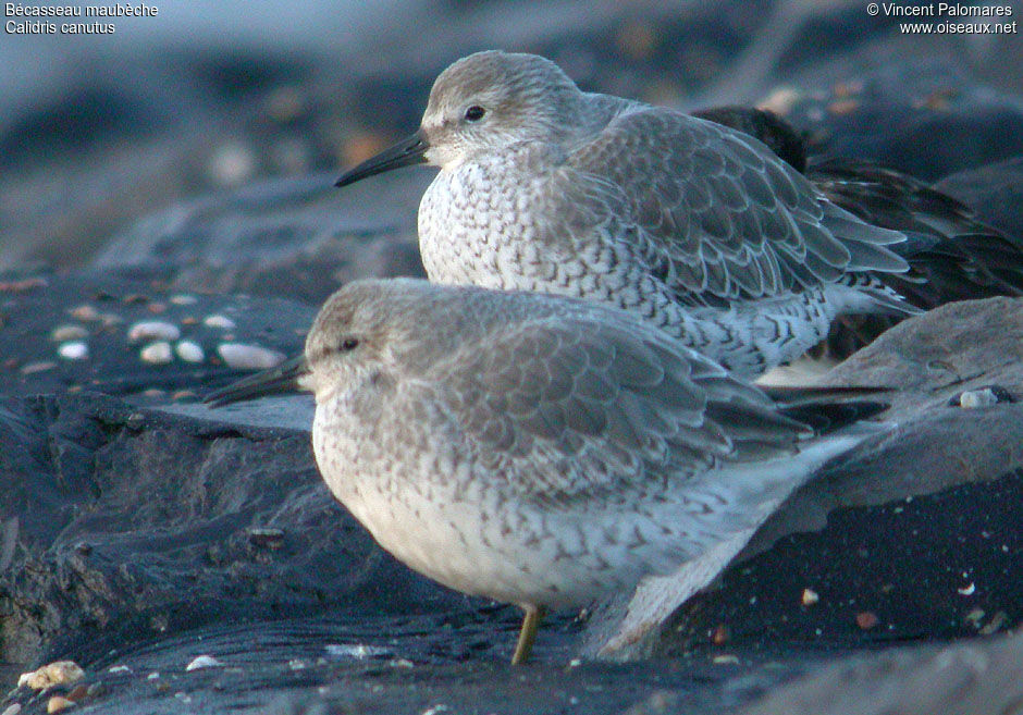 Red Knot